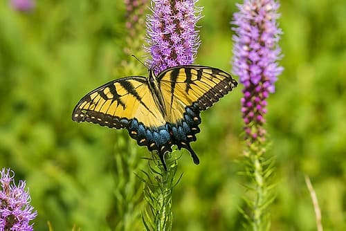 Eastern Tiger Swallowtail on Prairie blazing star-Rock Cave Nature Preserve-Effingham County-IL Art Print